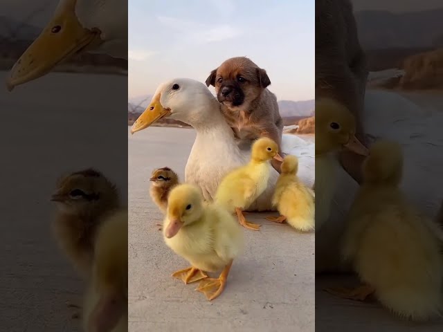 The mother goose takes the puppy and the duck out to play