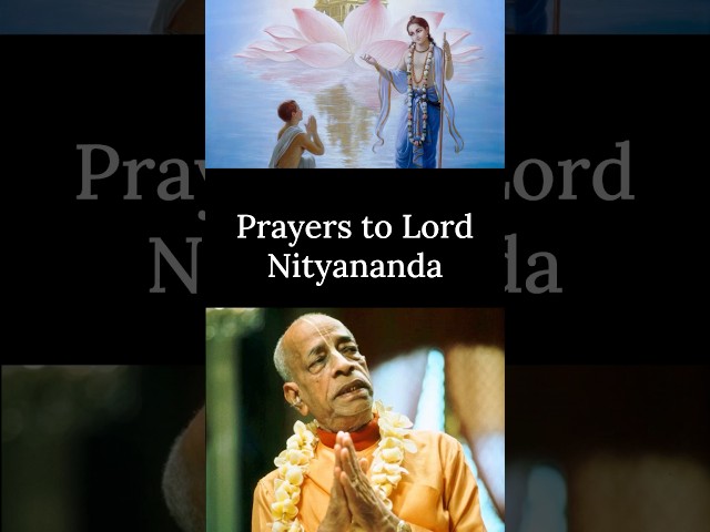 Prayers to Lord Nityananda | Prabhupada Shorts Lectures Bhagavatam Gita #prabhupadavani