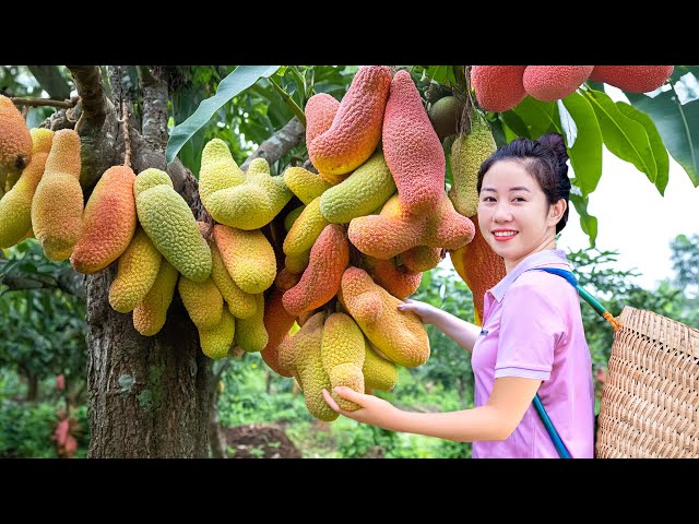 Harvesting Giant Rare Dragon Claw Fruit Go To Market Sell,Harvest & Cook | Harvesting Farm Produce