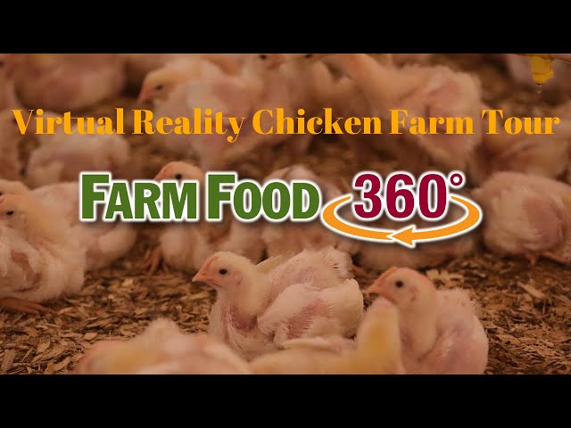 FarmFood360° Virtual Reality Chicken Farm Tour