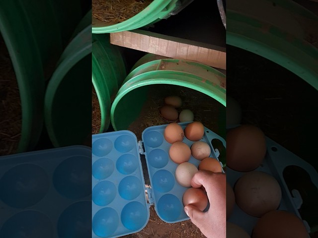 Collecting eggs🥚🤩 #birds #breeding #chicken #egg #farm #animals