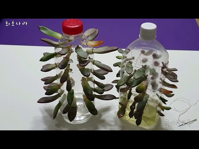 페트병으로 다육이 잎꽂이번식 쉽게하는방법 (Easy way to breed Succulent using PET bottles)