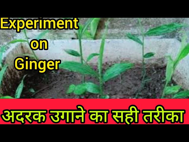 Experiment on Ginger plant ! अदरक उगाने का सही तरीका