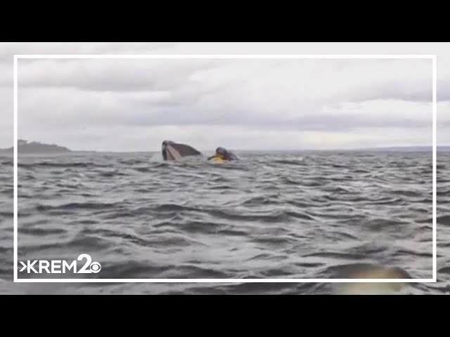 A humpback whale briefly swallows kayaker in Chilean Patagonia — and it's all captured on camera