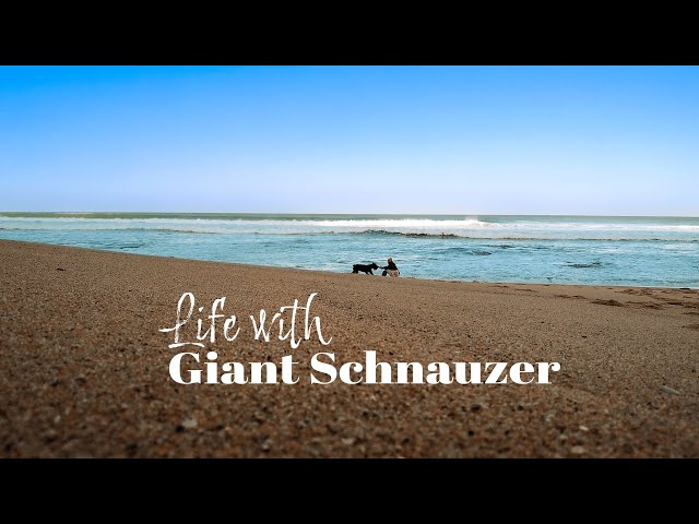 Life with Giant Schnauzer | Ep. 1 | Winter Weekend