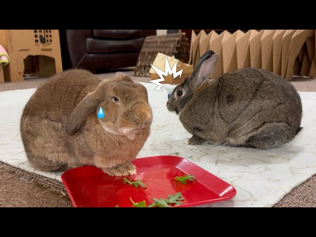 OMG! Fast Eating Rabbit Almost CHOKES!😨🐰