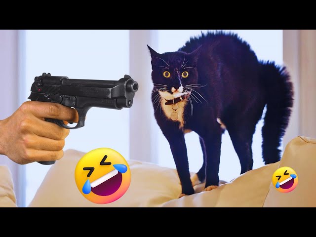 Funny cat videos try not to laugh