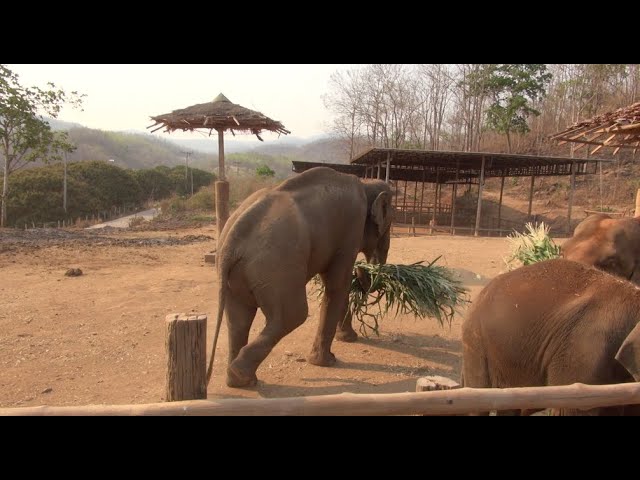 Elephant Lover Show Gratitude to The Elephant - ElephantNews