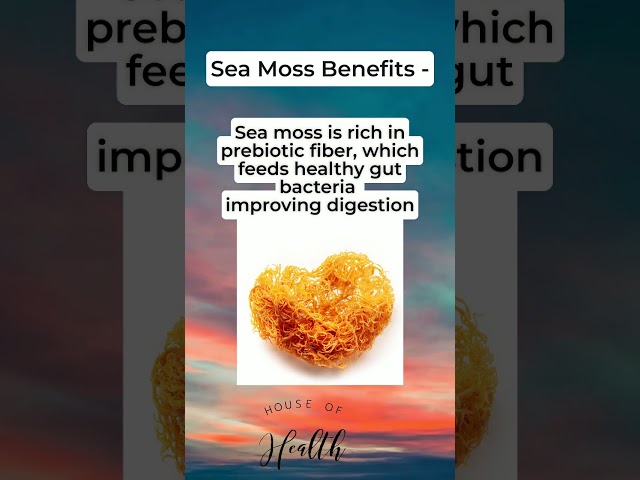 Sea Moss: The Superfood You Didn't Know You Needed