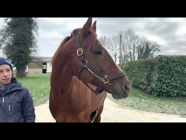 Route des Étalons 2023 : Dicaprio au Haras du Taillis avec Bernhard Wenger