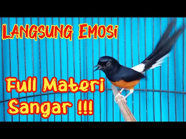 MURAI BATU GACOR FULL ISIAN MEMANCING EMOSI SEKALI DENGAR AMPUH BIKIN MURAI LAIN EMOSI CEPAT ON