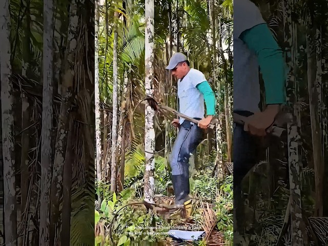 Amazing tree climbing skills