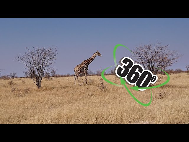 VR 360° Video - Etosha National Park Giraffe at a Waterhole - Namibia, Africa