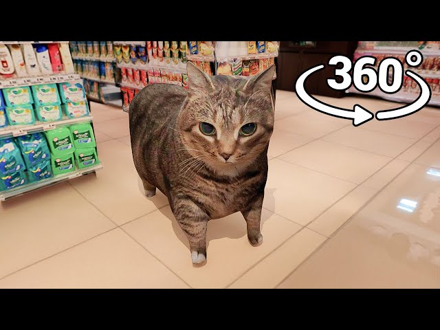 360° OIIAOIIA Cat - Supermarket