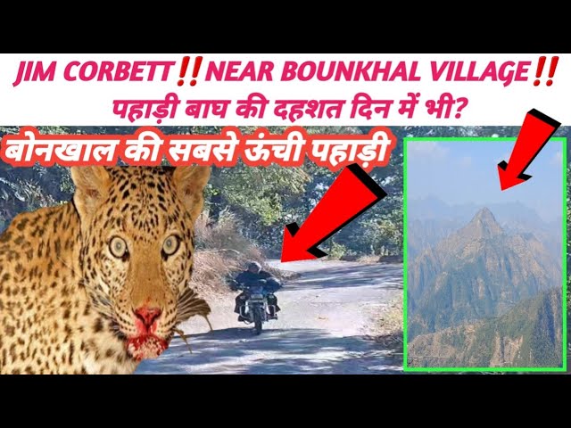 JIM CORBETT‼️NEAR BOUNKHAL VILLAGE‼️पहाड़ी बाघ की दहशत दिन में भी? 🐅🐅