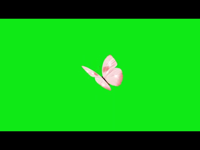 green screen butterfly  no copyright claim free download link in discription #zas #greenscreen