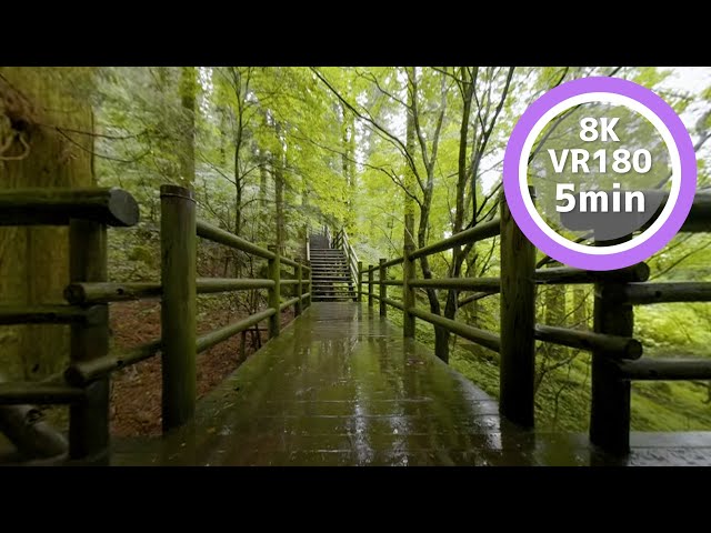 5 Min Meditation Wood deck that gets wet in the rain VR180 8K Binaural ASMR