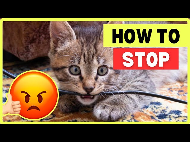 How to Stop Cats’ Unwanted Behaviours | Don't Spray Water or Yelling.. To Lose Your Cat’s Love 💔