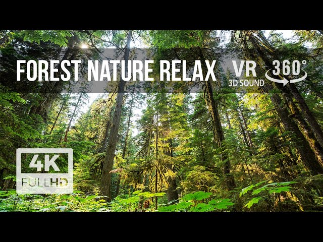 Forest Sounds | Virtual Nature 360° VR | 4k | 3d SOUND | Relaxing