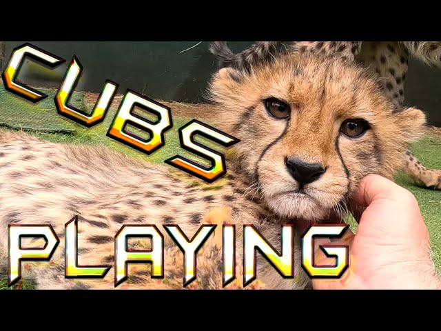 Abi The Cheetah & Her 2nd Litter Of Cubs PLAYING | Four Months Old Chase Grapple Purr & Drink Water