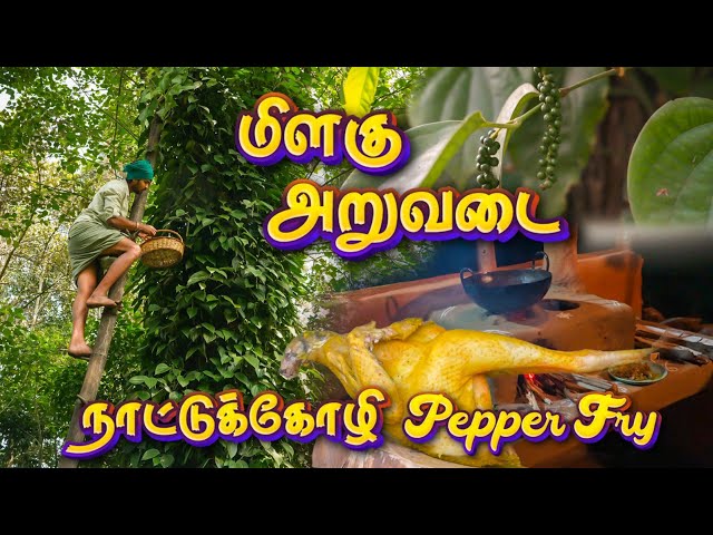 செம பிரெஷ் ah வறுத்த நாட்டுக்கோழி கறி | PEPPER COUNTRY CHICKEN Cooking in FARM | Tamil native Farmer