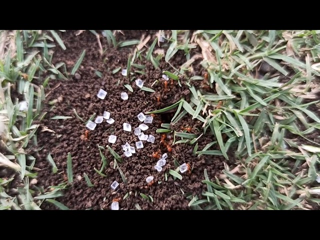 Shreeya and Shreenidhi observe the ant 🐜 hill and ants taking the sugar cubes for their Party 🎉🥳