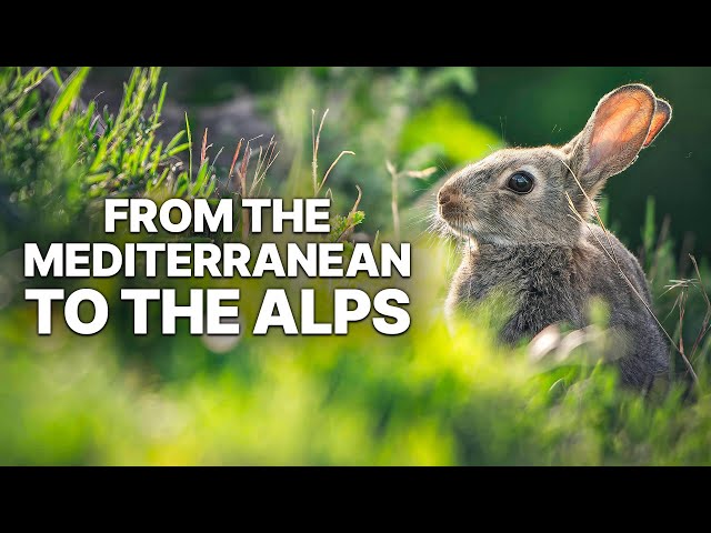 Wild & Wide Awake - From the Mediterranean to the Alps | Full Documentary