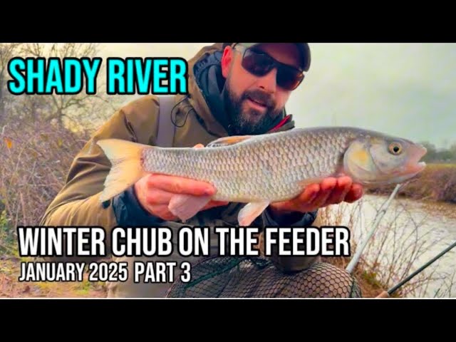 Winter River Chub fishing on the maggot feeder part 3