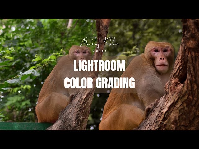 Lightroom Color Grading 2024 / #lightroom