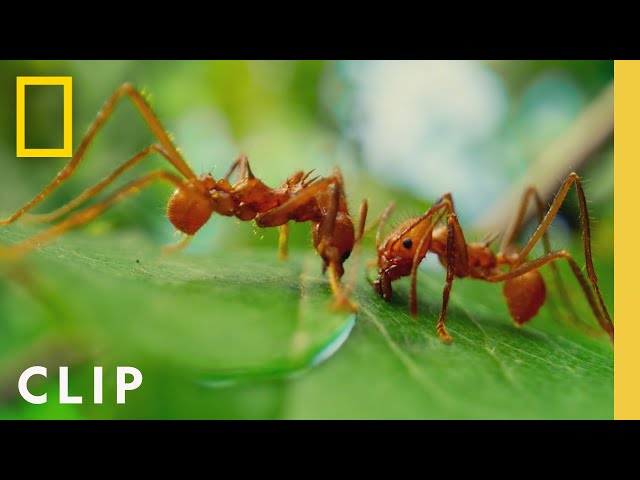 Leafcutter Ants Slice Leaves for the Colony | A Real Bug's Life | National Geographic