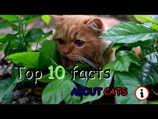 top 10 facts about cats!