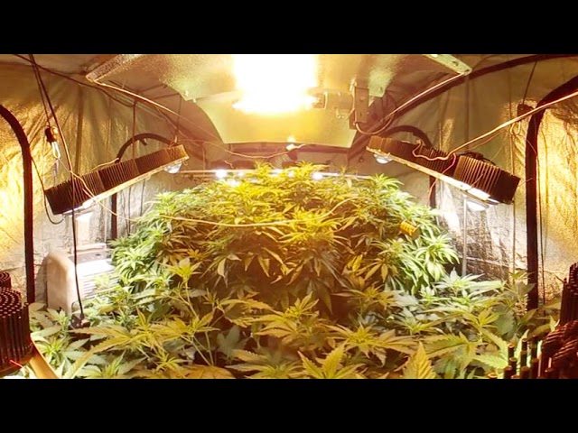 Cannabis indoor grow 360 view