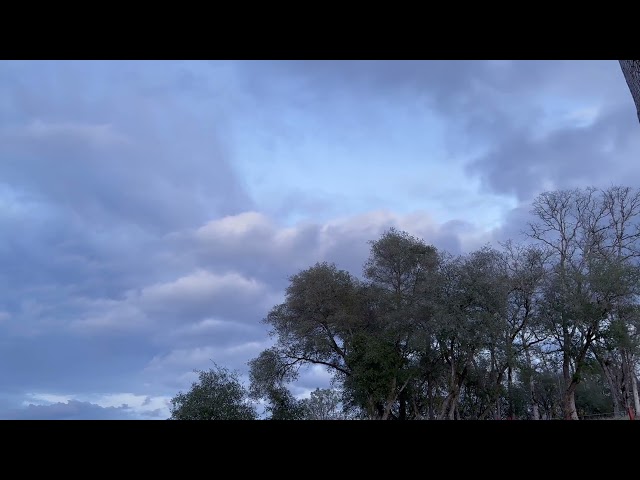 Dancing Giants: Majestic Oak Trees Amidst Powerful Winds & Atmospheric River Clouds El Dorado Hills