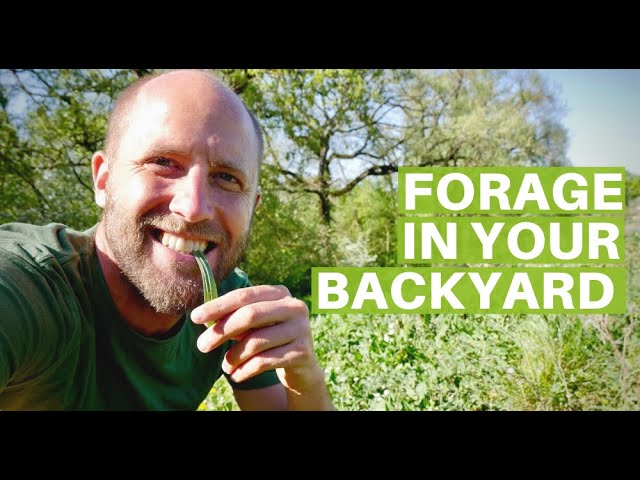 How to Forage Free Food in Your Own Backyard!