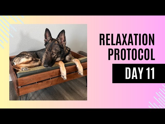 Relaxation Protocol Day 11: Integrating Calmness into Daily Routine