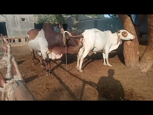 cow 🐄 meeting village #farming #foryou #nadeem5580