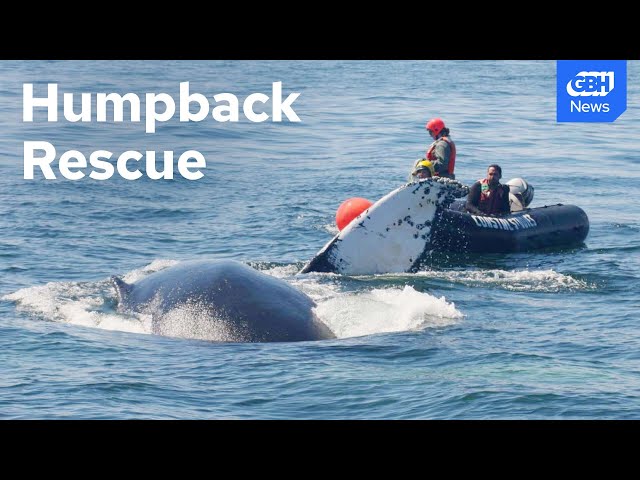 Humpback whale named Pinball entangled off Cape Ann