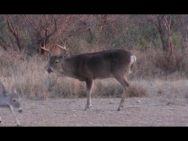 Handling Harvested Game: Episode 2, Skinning