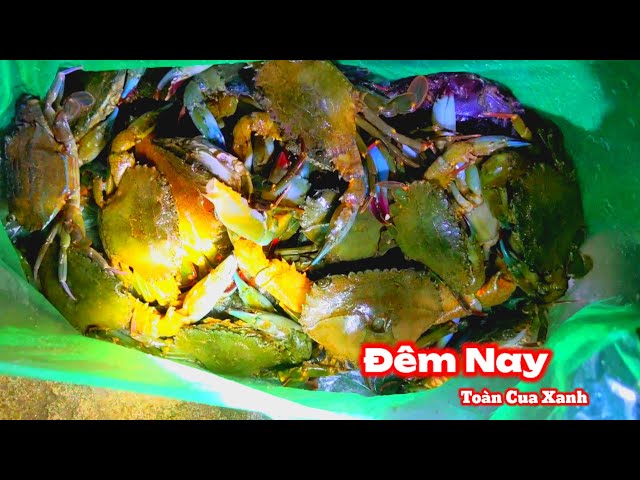 Đêm nay bắt rất nhiều cua xanh biển l Caught a lot of blue crabs tonight.