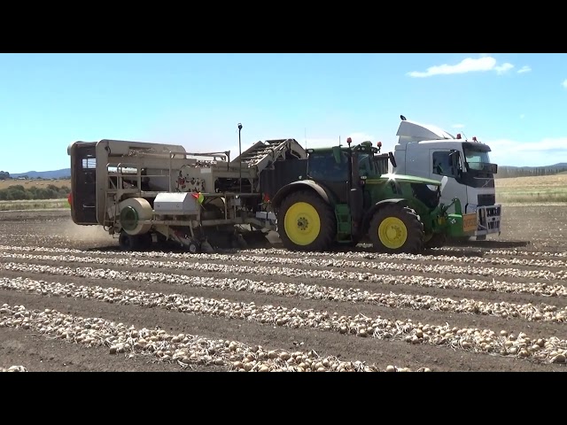 Commercial Lodge Early Onion harvest 2025 Part 1.