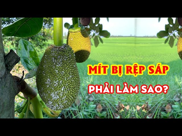 MÍT BỊ RỆP SÁP - PHẢI LÀM SAO?