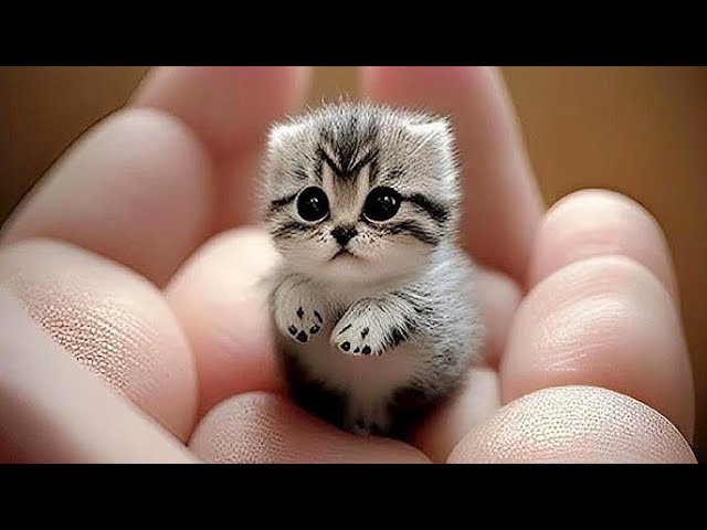 Funniest Animals 2025 😆😍 New Funny Cats and Dogs Videos 😹🐶 Part 89