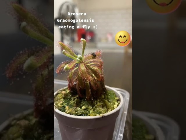 Drosera Graomogolensis eating a fly timelapse