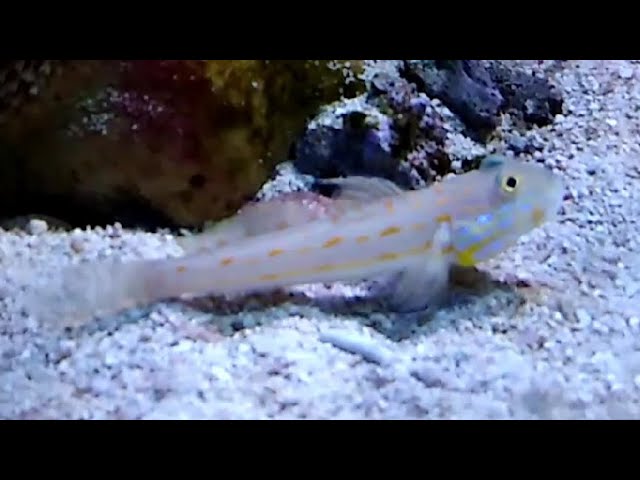 Diamond Watchman Goby in Aquarium