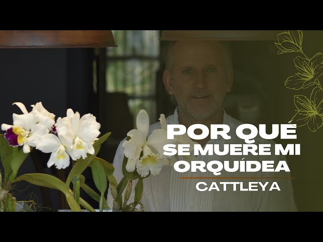 Por qué se muere mi orquídea Cattleya? Aprende con Alma del Bosque