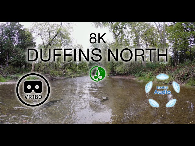 DUFFINS NORTH - Tranquil Salmon Journey | VR180 | 8K | Spatial Audio