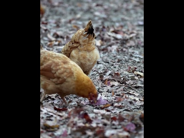 Free range chickens forage in the wild #chickenfarming