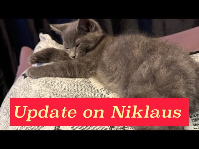 Update on Niklaus