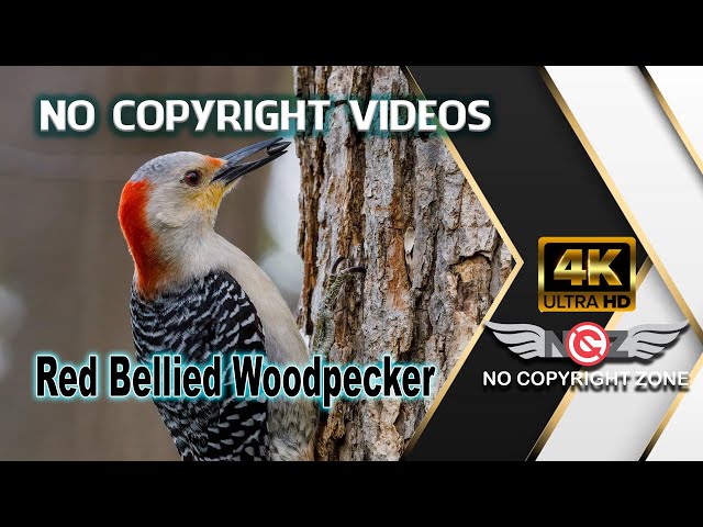 No Copyright Videos - Red-Bellied Woodpecker - Bird Lovers - Video Footage Free - No Copyright Zone