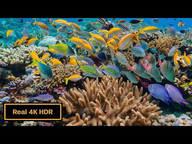 Ultimate 8K Aquarium Escape || Relaxing Oceanscapes for Sleep & Meditation 🌊🐠 || 8K UHD 60FPS DOLBY